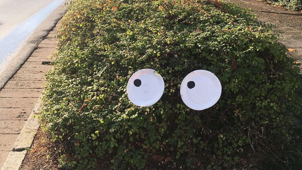 View of a green bush with two white discs and two black dots that look like eyes.