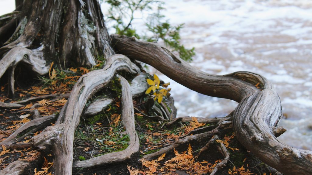 Clearly visible, large roots of a tree entwined on the surface.